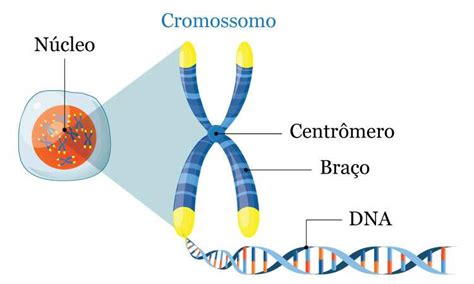 Cromossomos O que são função tipos classificação estrutura