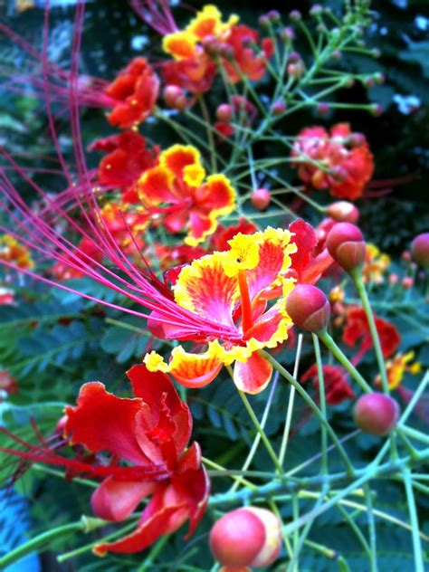 Free shipping on orders over $25 shipped by amazon. Picture-Image-Duniya: Flowers of India : Peacock Flower ...