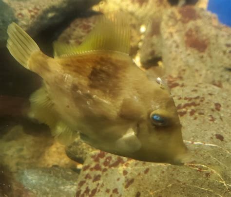 Save The Bay Aquarium 2022 Filefish Zoochat