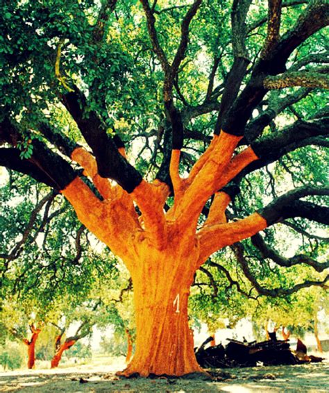 Here Are 30 Of The Most Beautiful Trees In The World That Look