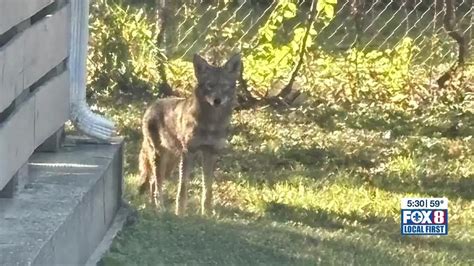 Coyote Sightings In Gentilly Raise Safety Concerns Drought Possibly To