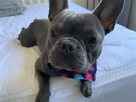 Bulldogs are arguably the highest maintenance breed of dog, being predisposed to a variety of medical conditions requiring specific and expensive care. Jasmine m, French Bulldog Stud in Columbus, Ohio