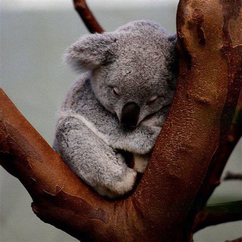 Sleepy Koalas Roustabout Art