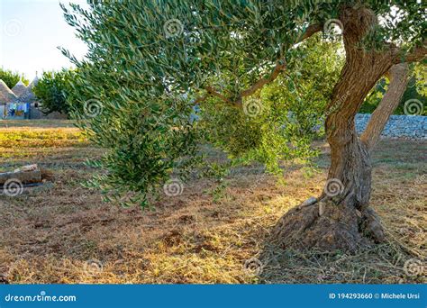 Beautiful Olive Tree With Trunk And Leaves Stock Photo Image Of Field