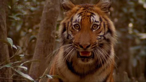 Man Eating Tigers Of The Sundarbans 1x01 Man Eating Tigers Of The