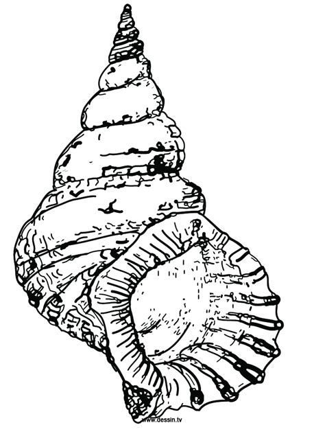 Simple Shell Drawing At Getdrawings Free Download