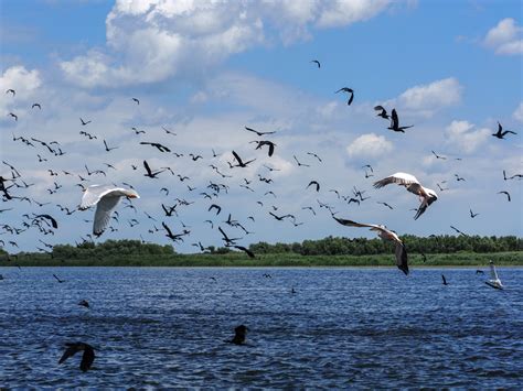 Please download one of our supported browsers. Donaudelta - eine Bootsfahrt ins Vergessen