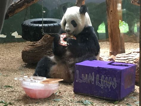 Panda Updates Wednesday August 29 Zoo Atlanta