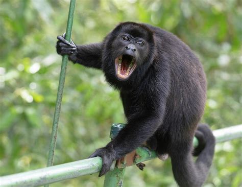 Male Mantled Howler Monkey On Foot Bridge Costa Rica Photograph By