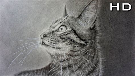 Cómo Dibujar Un Gato Realista A Lápiz Paso A Paso Tutorial Como