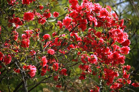 Season 1 when the camellia blooms. camellia, Shrubs, Flowers, Bokeh Wallpapers HD / Desktop ...