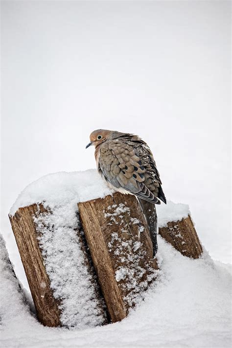 Mourning Dove In Snow Photograph By Leslie Banks Fine Art America