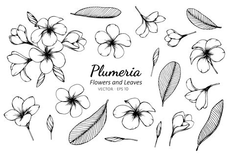 Collection Of Plumeria Flowers And Leaves 701778 Vector Art At Vecteezy