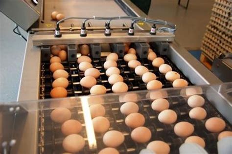 We did not find results for: Système d'élevage en volière poule pondeuse - SCHULZ ...