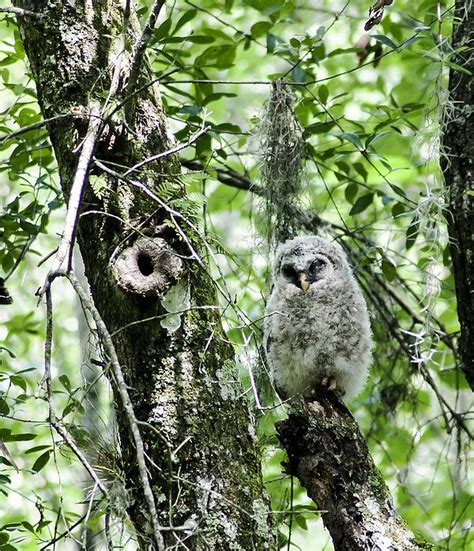 After A Tiring Exciting First Flight A Barred Owl Fledgling Takes A