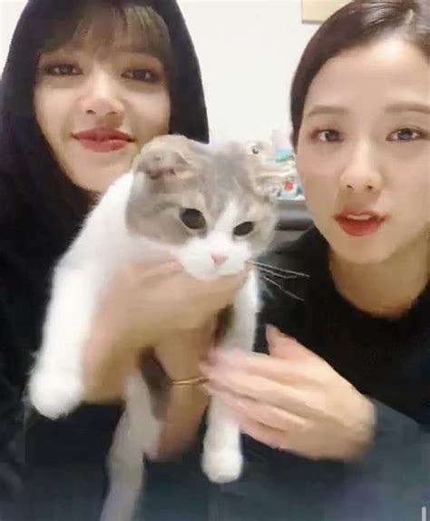 Pin By Turntzy On Blackpink 02 Animals Blackpink Cats