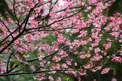 关 注 新 港 人 传 递 正 能 量. 红粉菲菲的云南樱花---- 中科院华南植物园