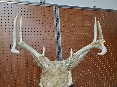 Excellent Upright Broadside Mature 8 Point Michigan Whitetail Deer Mount Thick Neck And