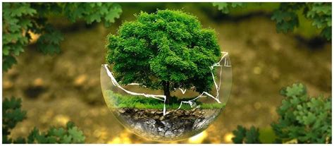 What Is Ecology Types Importance And Examples Of Ecology