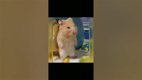 Shocked Hamster Meme Template New Meme Template Shorts Youtube