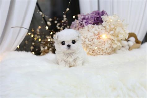Please contact us for further information on the duration to locate. Penelope - Micro Maltese F. | PetMe Teacup Puppies