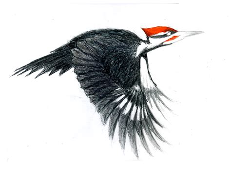 Pileated Woodpecker Drawing At Explore Collection