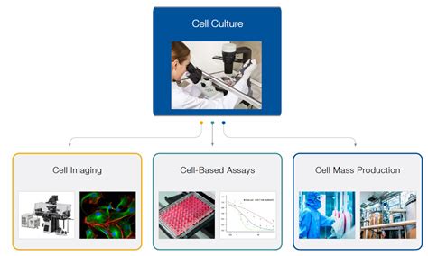 Animal cells can be cultured either. The Importance of Quantitative Cell Culture for Successful ...