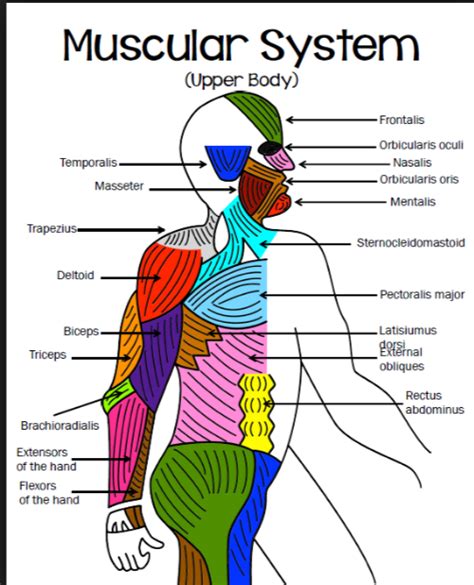 Muscular System Coloring Upper And Lower Body Mrs