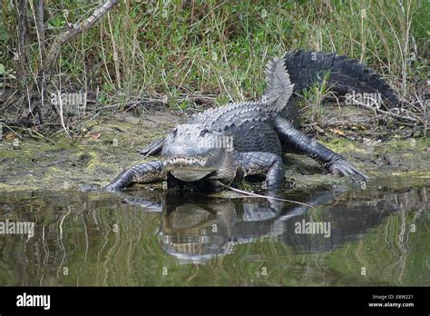 Large Alligator At Florida Swamp Stock Photo Alamy
