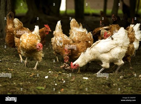 Domestic Fowl Gallus Gallus F Domestica Free Range Chickens Pawing