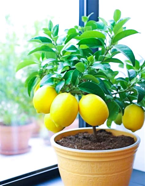 How To Grow Your Own Lemon Tree From Seed