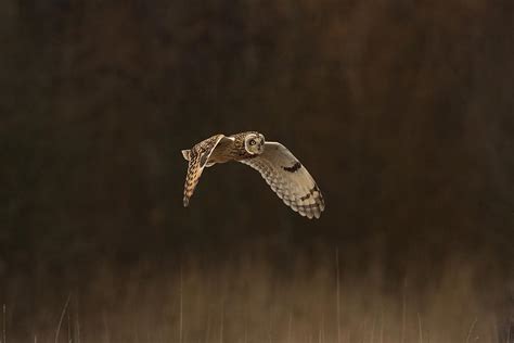 Short Eared Owl Photograph By Paul Scoullar Fine Art America