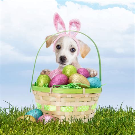 Easter Bunny Pictures For Dogs Where To Get Your Dogs Picture Taken