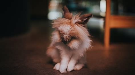 Conejo Cabeza De León ¿cuánto Crece Y Cómo Cuidar A Esta Tierna Mascota