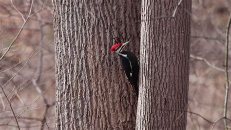 Get To Know Nature On Twitter Pileated Woodpeckers Are Huge Fabulous