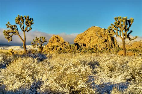 Rocks Joshua Trees In Snow Photograph By Connie Cooper Edwards Pixels