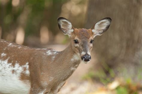 Hunter Ed Piebald Deer And Other Whitetail Genetic Anomalies