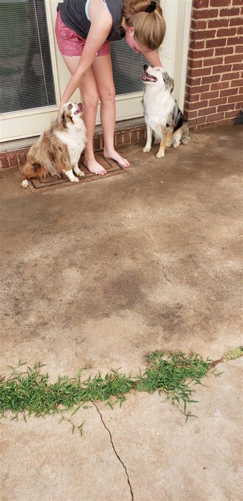 Aussies live about 10 to 12 years. Miniature Australian Shepherd Puppies For Sale | Big ...