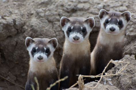 The Return Of The Black Footed Ferret