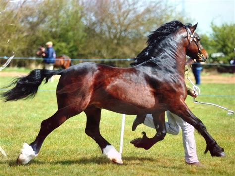 Welsh Cob Section D Welsh Sec D Stallion Pretty Horses Pony Breeds