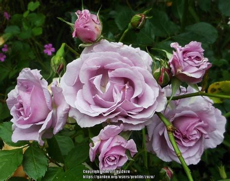 Rose Rosa Fragrant Lavender Simplicity In The Roses Database