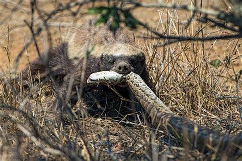 Honey Badger Picks A Fight With A Python And Wins Photos Predator