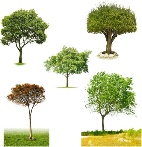 Trees Psd Psd Free Download 114 Editable Psd Files