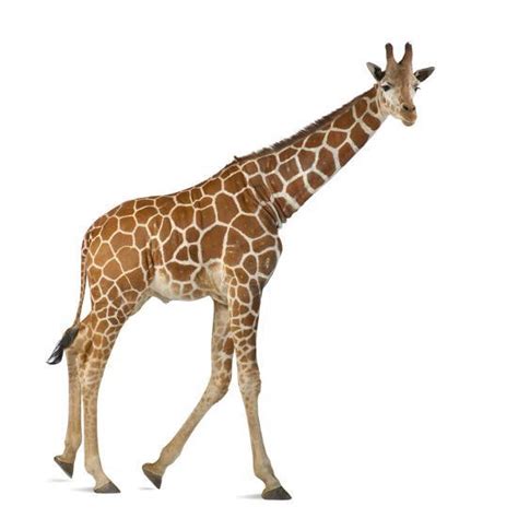Somali Giraffe Commonly Known As Reticulated Giraffe Giraffa