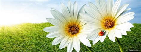 Two Daisy Flowers Nature Photo Facebook Cover