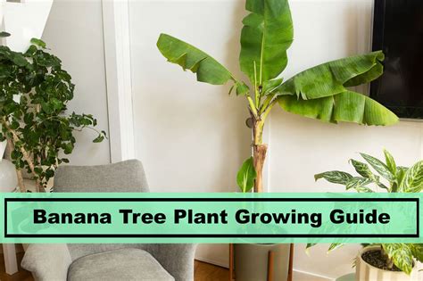 Banana Plant How To Care And Grow Indoors Plants Spark Joy