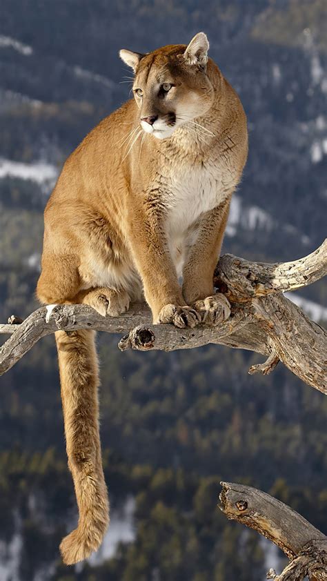 1080x1920 Cougar On A Branch 4k Iphone 76s6 Plus Pixel Xl One Plus