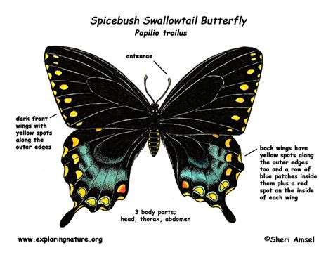 Butterfly (Spicebush Swallowtail)