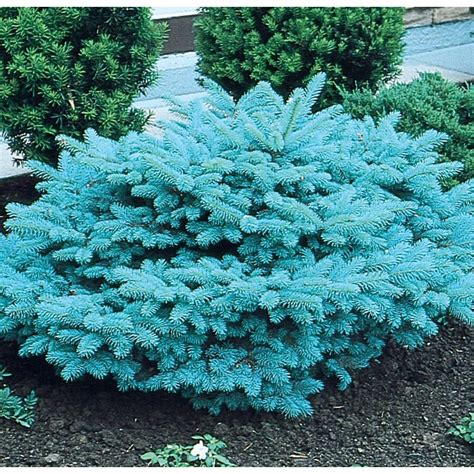 964 Gallon Blue Globosa Spruce Feature Tree In Pot With Soil L4100