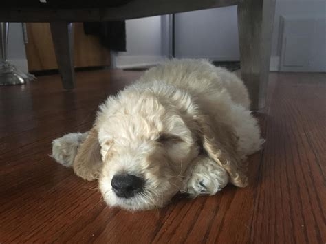 Most widely known for their affectionate, friendly, gentle and intelligent traits, they are often used in a variety of mental. Goldendoodle Puppies For Sale | Bay City, MI #184193